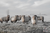 Schapen in de Polder van MS Fotografie bij VT Wonen weer Verliefd op je Huis