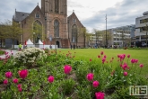 De bloemen in bloei op het Grote Kerkplein in Rotterdam met de Laurenskerk