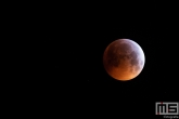 De Supermaan en Bloedmaan tegelijkertijd te zien in de Hoeksche Waard