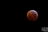 De Supermaan en Bloedmaan tegelijkertijd te zien in de Hoeksche Waard