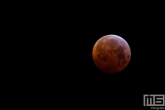 De Supermaan en Bloedmaan tegelijkertijd te zien in de Hoeksche Waard