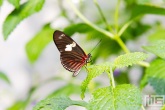 Het vlinderpark Jardin des Papillons in Grevenmacher in Luxemburg