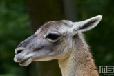 Het speelpark Parc Merveilleux in Bettembourgh in Luxemburg
