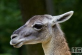 Het speelpark Parc Merveilleux in Bettembourgh in Luxemburg