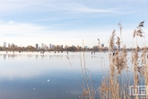 Sneeuw bij de Kralingse Plas in Rotterdam met de skyline op de achtergrond