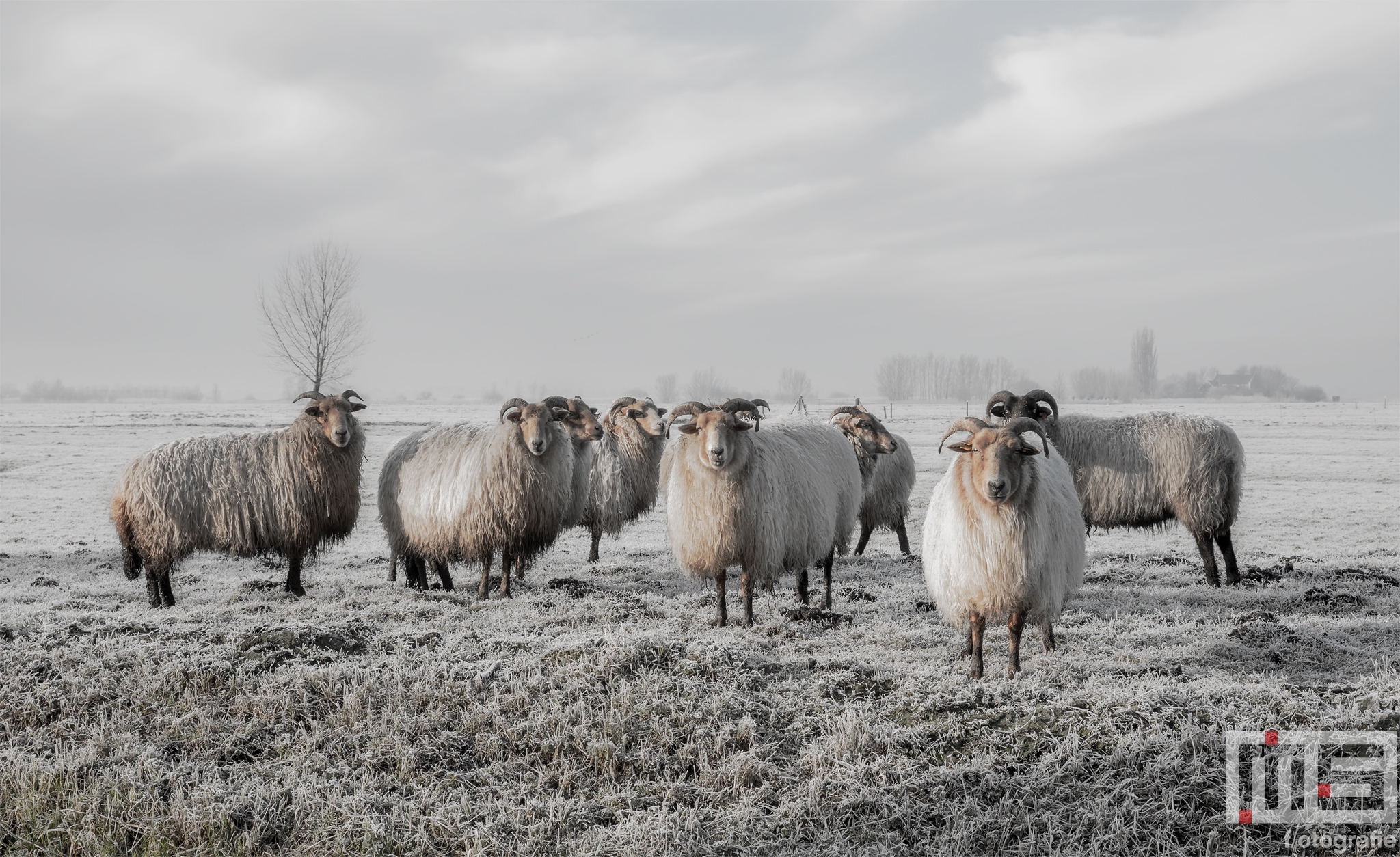 Schapen in de Polder van MS Fotografie bij VT Wonen weer Verliefd op je Huis