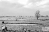 Schapen in de Polder van MS Fotografie bij VT Wonen weer Verliefd op je Huis