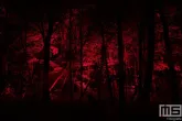 De rode lichtshow van De Grote Schijn in het Kralingse Bos in Rotterdam
