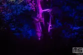 De paarse lichtshow van De Grote Schijn in het Kralingse Bos