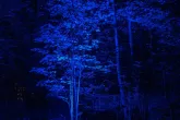 De blauwe lichtboom van De Grote Schijn in het Kralingse Bos in Rotterdam