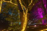De lavabomen tijdens De Grote Schijn 2024 in het Kralingse Bos in Rotterdam