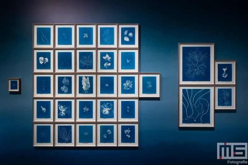Nederlands Fotomuseum heropent in Santos-pakhuis met kunstserie van Pai Dekkers genaamd Ontwaken in Blauw