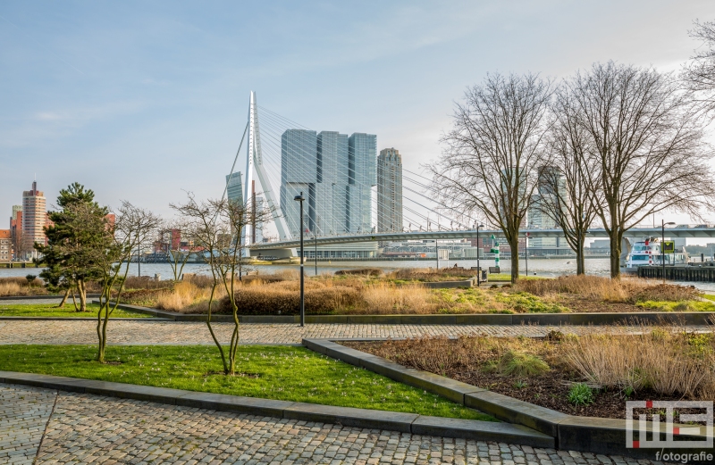 Te Koop | Het Park bij de Erasmusbrug in Rotterdam in herfstkleuren