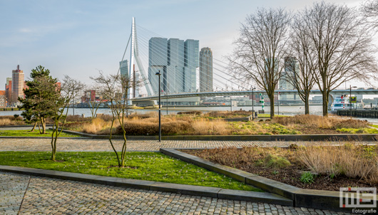 Het stadspark aan de voet bij de Erasmusbrug in Rotterdam in herfstkleuren | Cover Small