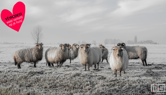 vtwonen weer Verliefd op je Huis Schapen in de Polder | Cover Small